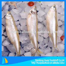 supplier of frozen seafood pond smelt in china